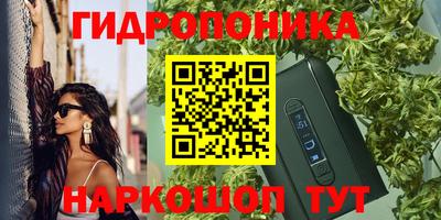 шишки Аргун